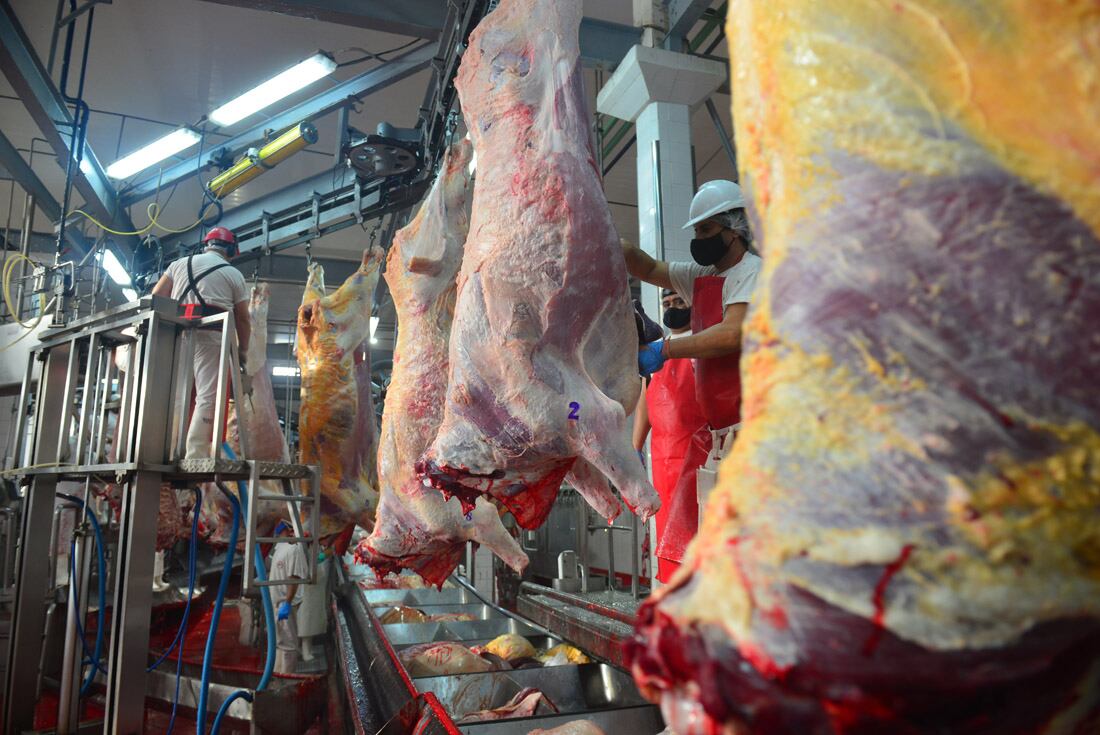 Frigorífico Logros, en Rio Segundo.  Operarios llevan a cabo la faena, despostado y cortado de medias reses, cámara frigorífica, carne de exportación
22 abril 2021 foto Nicolas Bravo