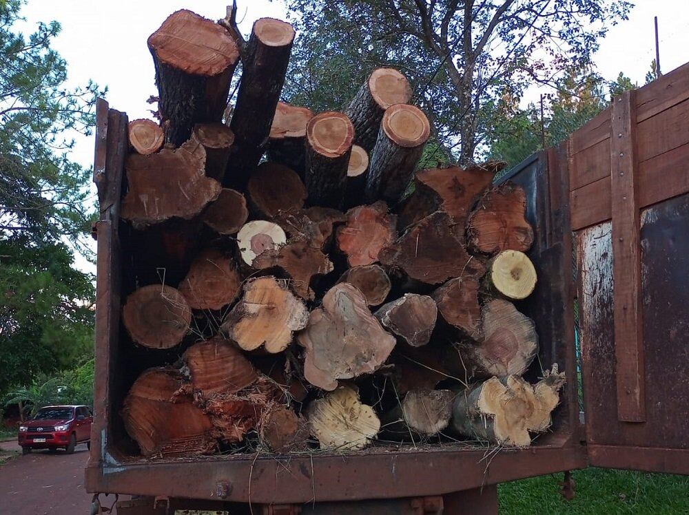 Secuestran cargamento de madera nativa en 9 de Julio.