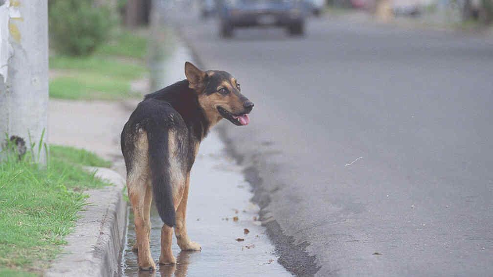 MASCOTAS. Perros perdidos por la pirotecnia (Archivo).