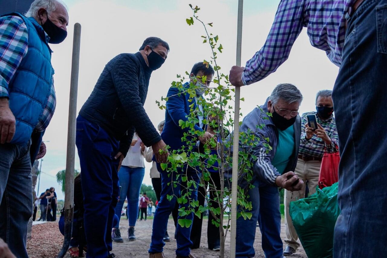 Como símbolo de renacimiento y esperanza, se plantó un ejemplar de Ginkgo Biloba; un árbol que volvió a brotar luego del estallido de la bomba en Hiroshima en Japón. Foto: Municipalidad de Las Heras