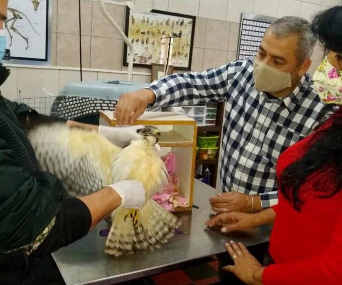 Desde Zoonosis Eldorado, insisten en el cuidado de animales silvestres