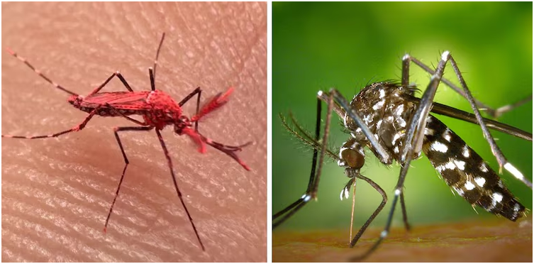 Dengue: la verdadera razón por la que no hay que matar a los mosquitos rojos