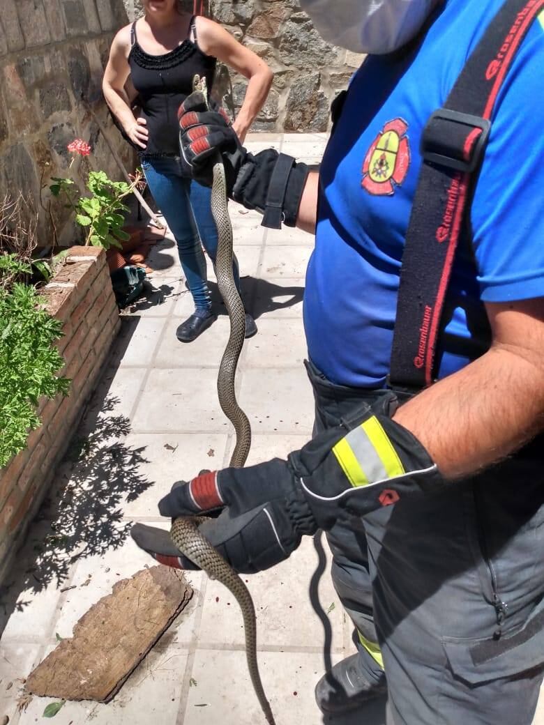 Uno de los bomberos sosteniendo la "culebra adulta" hallada en inmediaciones de una vivienda en Valle Hermoso.