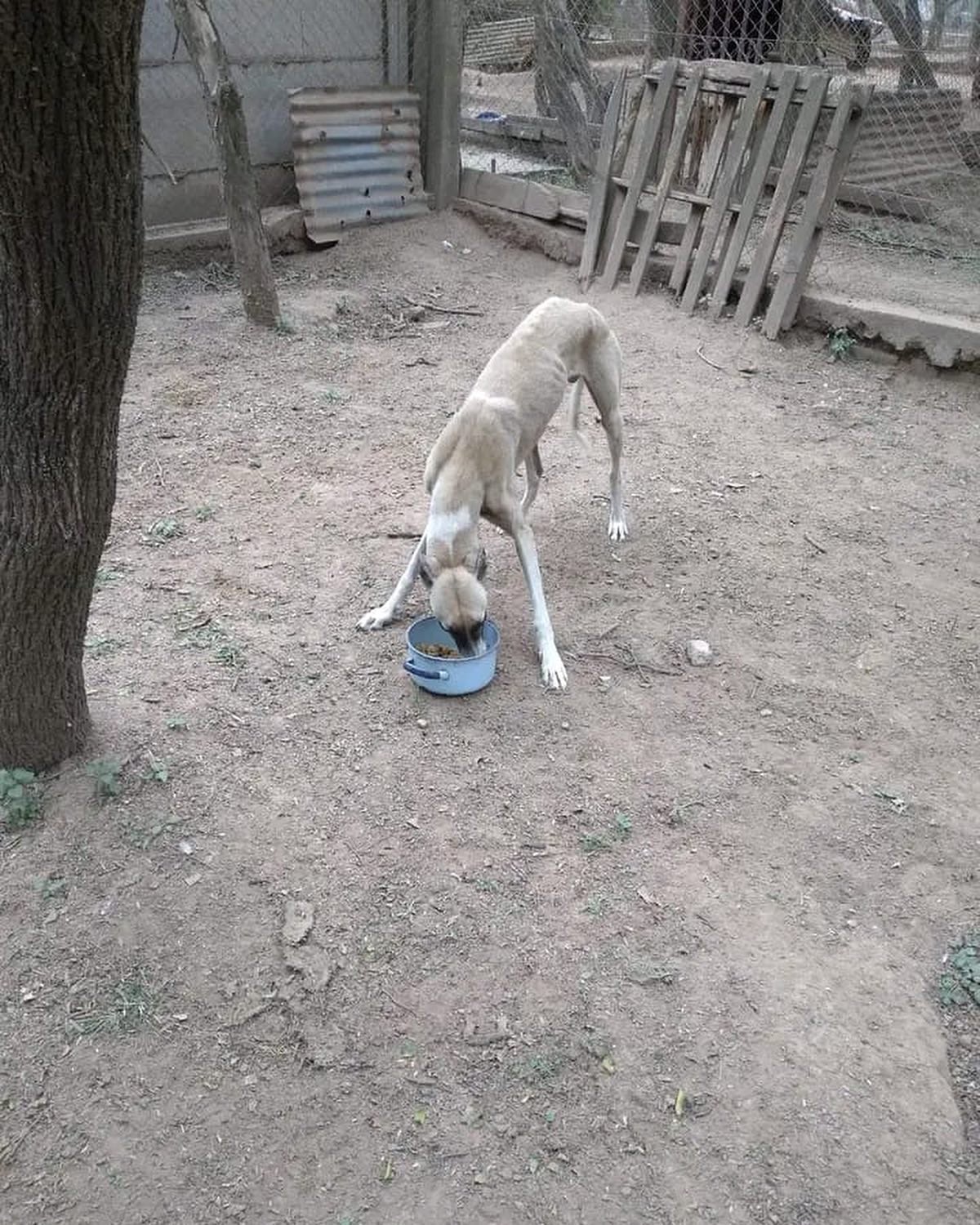 El estado en el que se encontraban los perros.