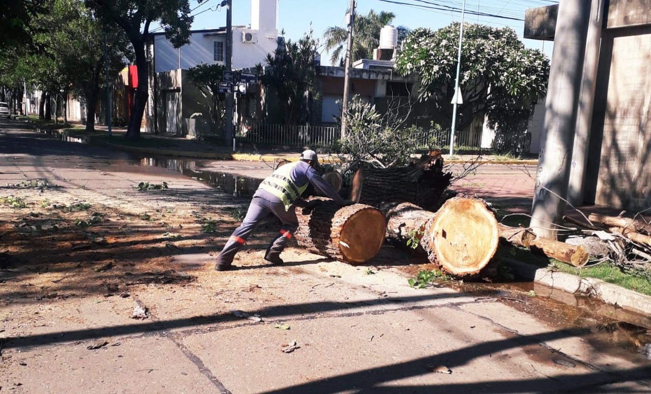 Árboles caídos por la tormenta en Rafaela