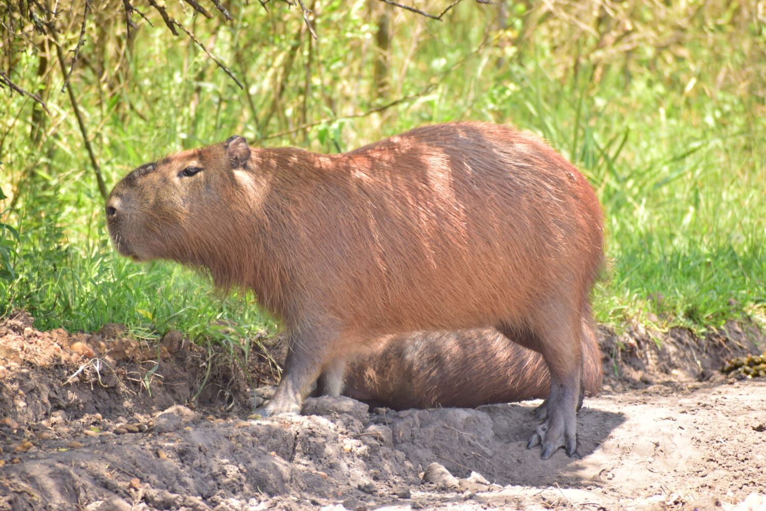 Es un animal herbívoro, y sus principales fuentes de alimentación son las gramíneas ribereñas y las plantas acuáticas. (Gentileza Yanina Druetta)