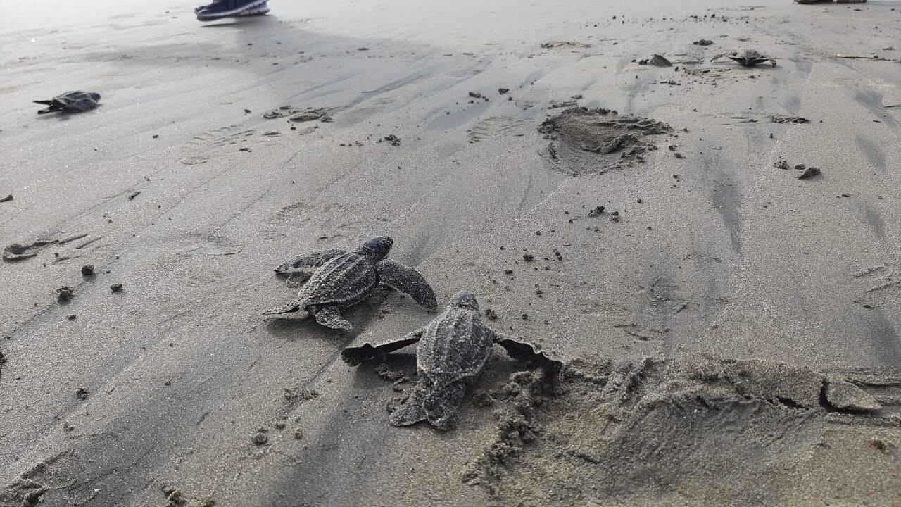 Nacimiento de tortugas laúd, en la playa de Punta Bikini, provincia de Manabí (Ecuador)