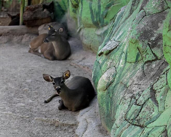 Venados del zoológico de México.