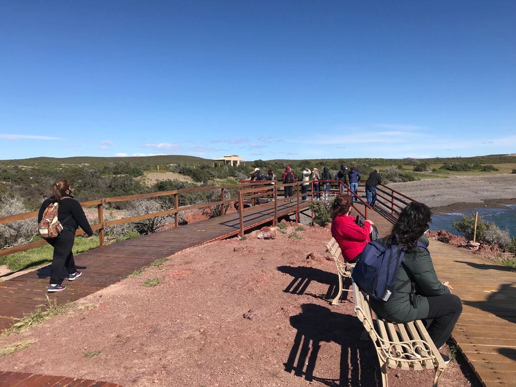 Llegaron los pingüinos a la costa y habilitaron el turismo en la reserva de Punta Tombo