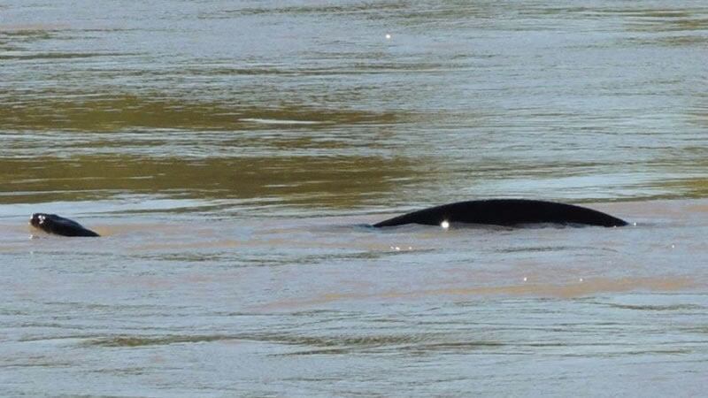 La anaconda puede medir hasta cuatro metros de longitud