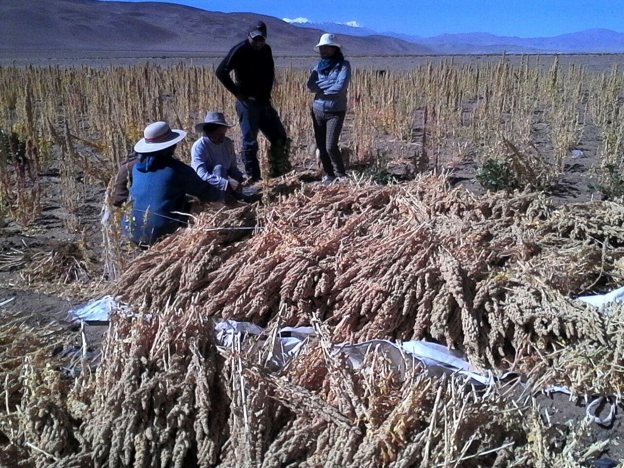 Por el momento, la demanda de quinoa en el mercado excede la producción.