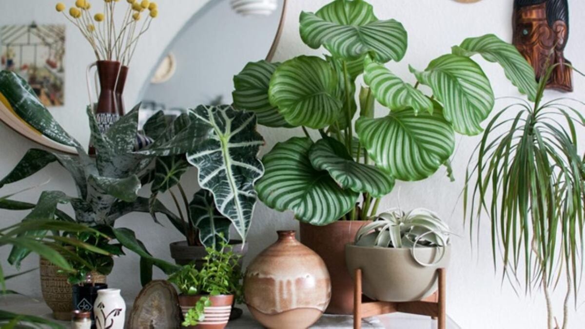 Cuáles son las plantas que podés tener en el dormitorio y qué beneficios traen al ambiente