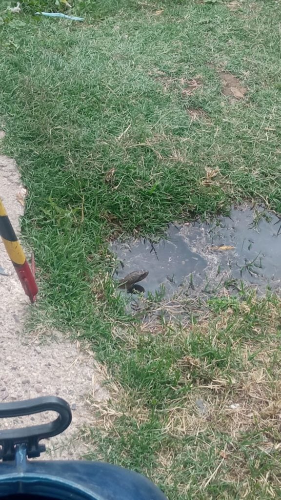 El reptil apareció en un charco de agua, en el patio de la casa.