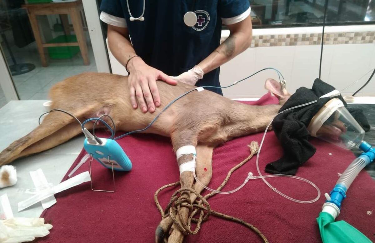 Falleció un venado atropellado que no pudo ser atendido por el corte de ruta