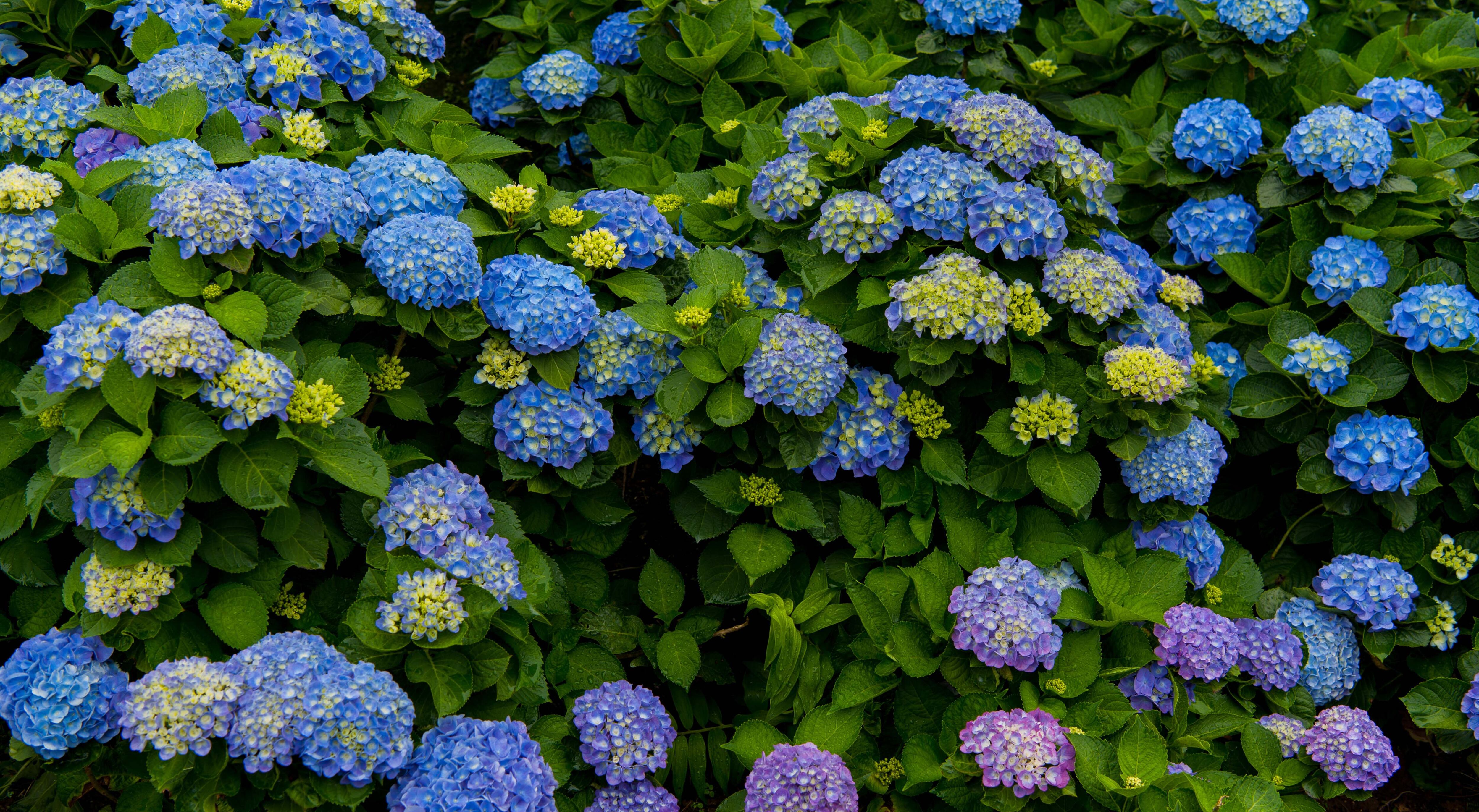 Las hortensias se podan dos veces al año: en agosto profusamente y en enero solo cortando las inflorescencias cuando se ponen feas.