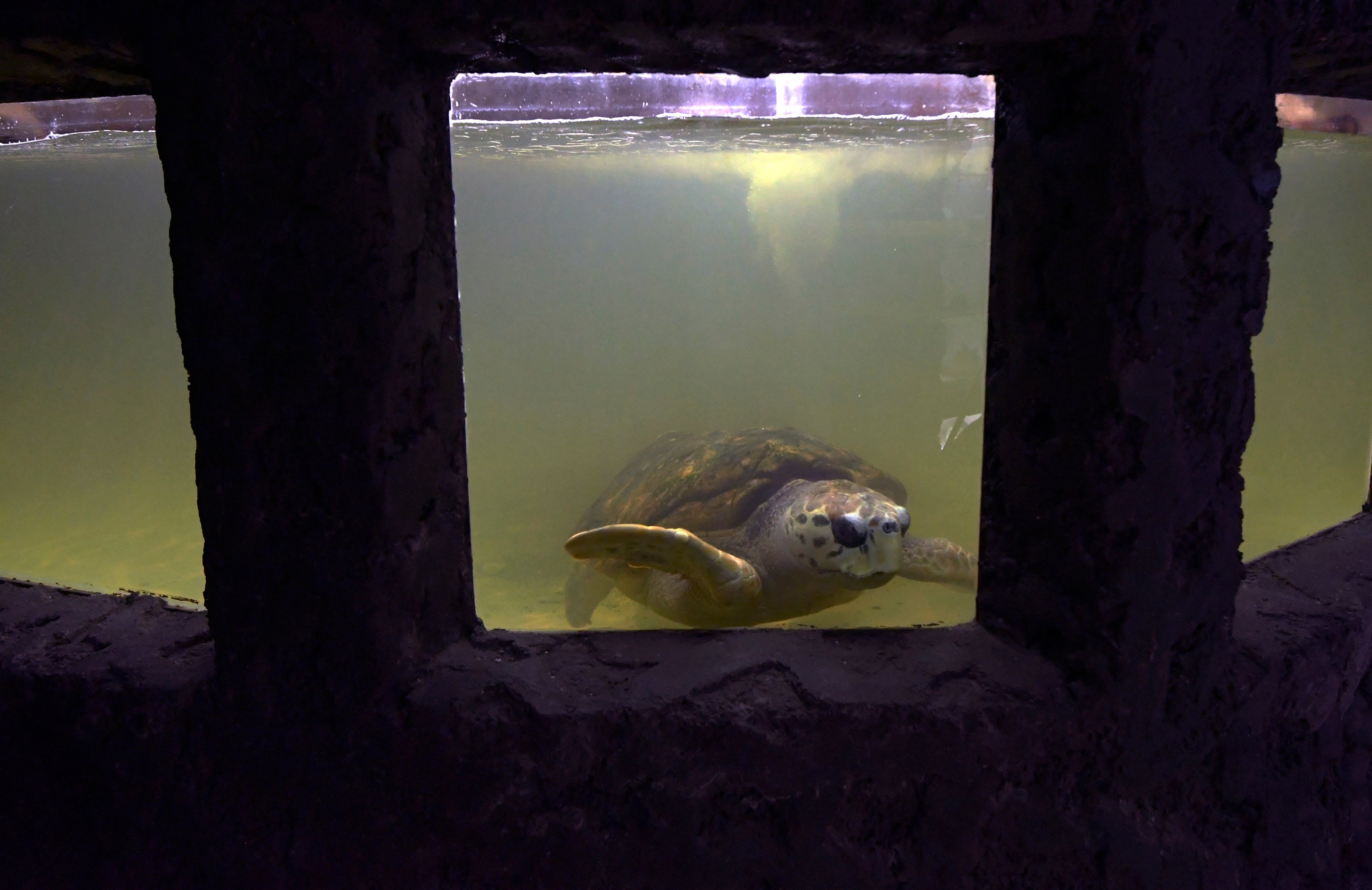 30 Junio 2022 Sociedad Mendoza

El Acuario Municipal está cerrado al público y pronto trasladarán al tortugo Jorge
El tradicional paseo mendocino, ubicado en el Parque O’Higgins, será reconvertido en Centro para la Conservación de la Biodiversidad.
Foto: Orlando Pelichotti / Los Andes