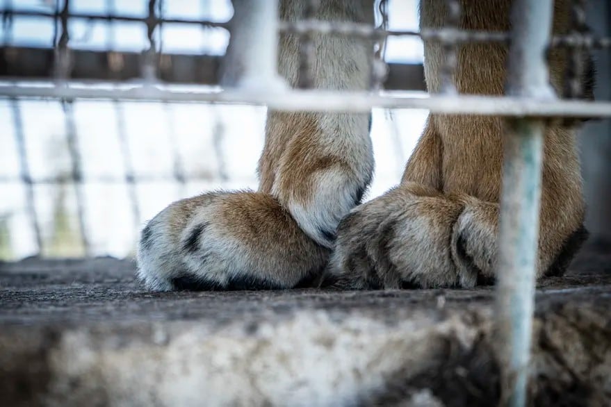 Los 4 tigres abandonados en San Luis serán rescatados