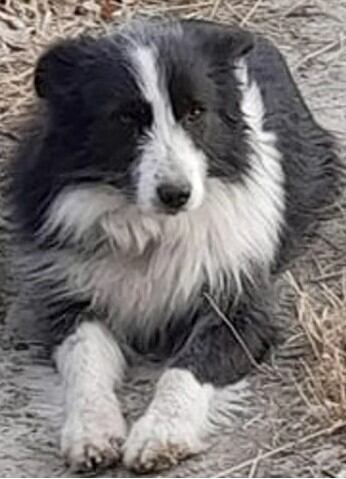 El perrito de Trelew que emocionó en las redes sociales.