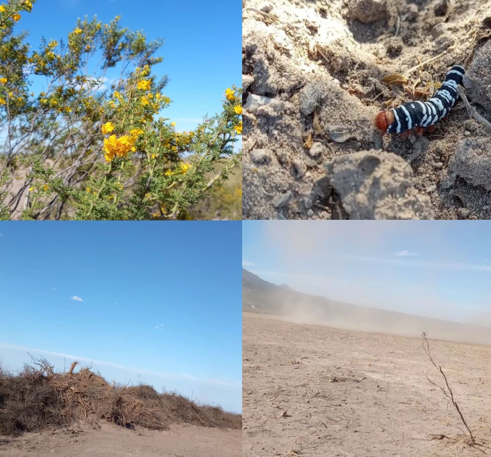 Los desmontes afecta el ecosistema de los montes mendocinos.