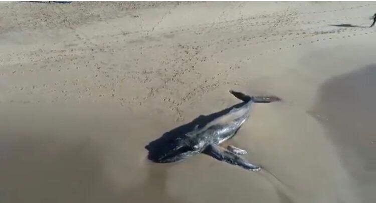 Encontraron muerta a una ballena jorobada en una playa de Mar del Plata