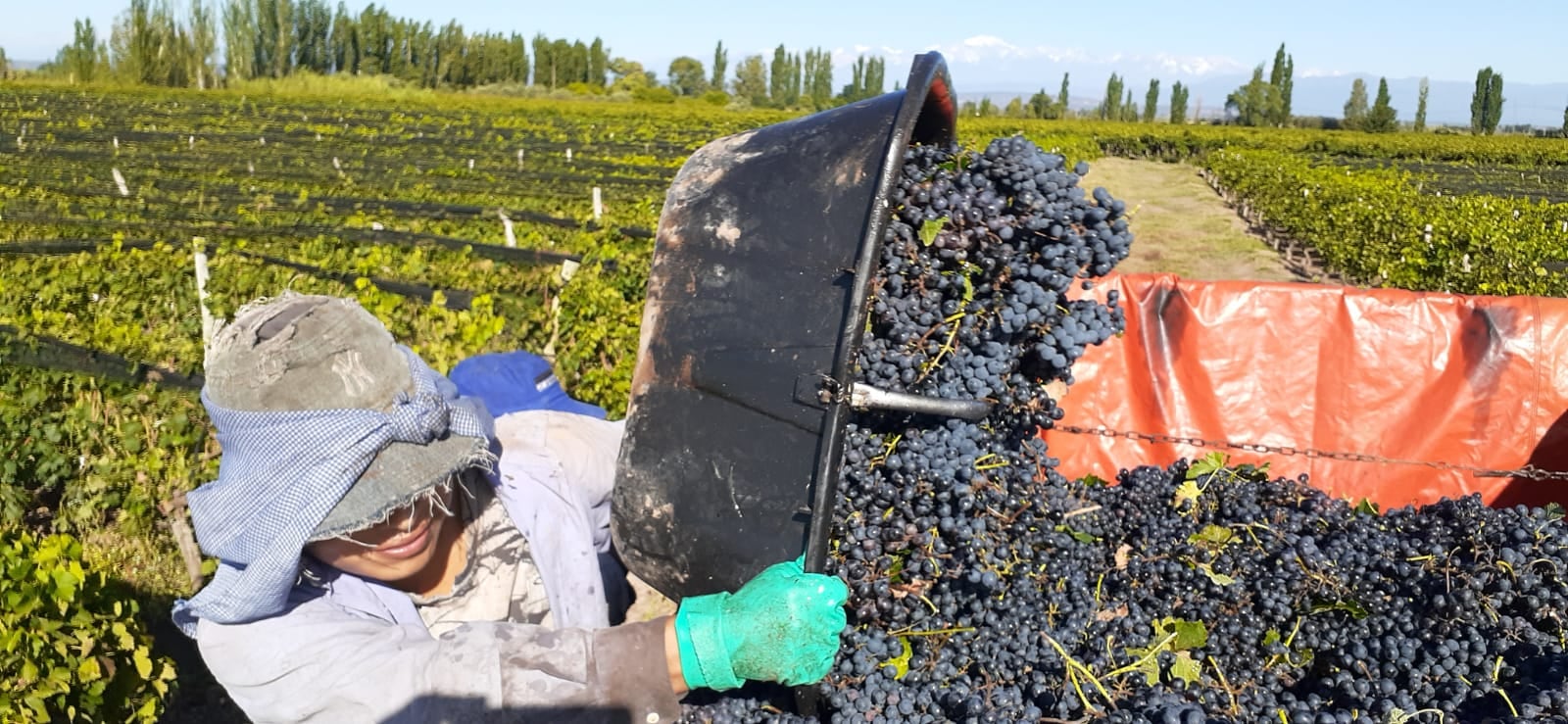 Alexis Valda, el mendocino que cosecha desde que era niño.