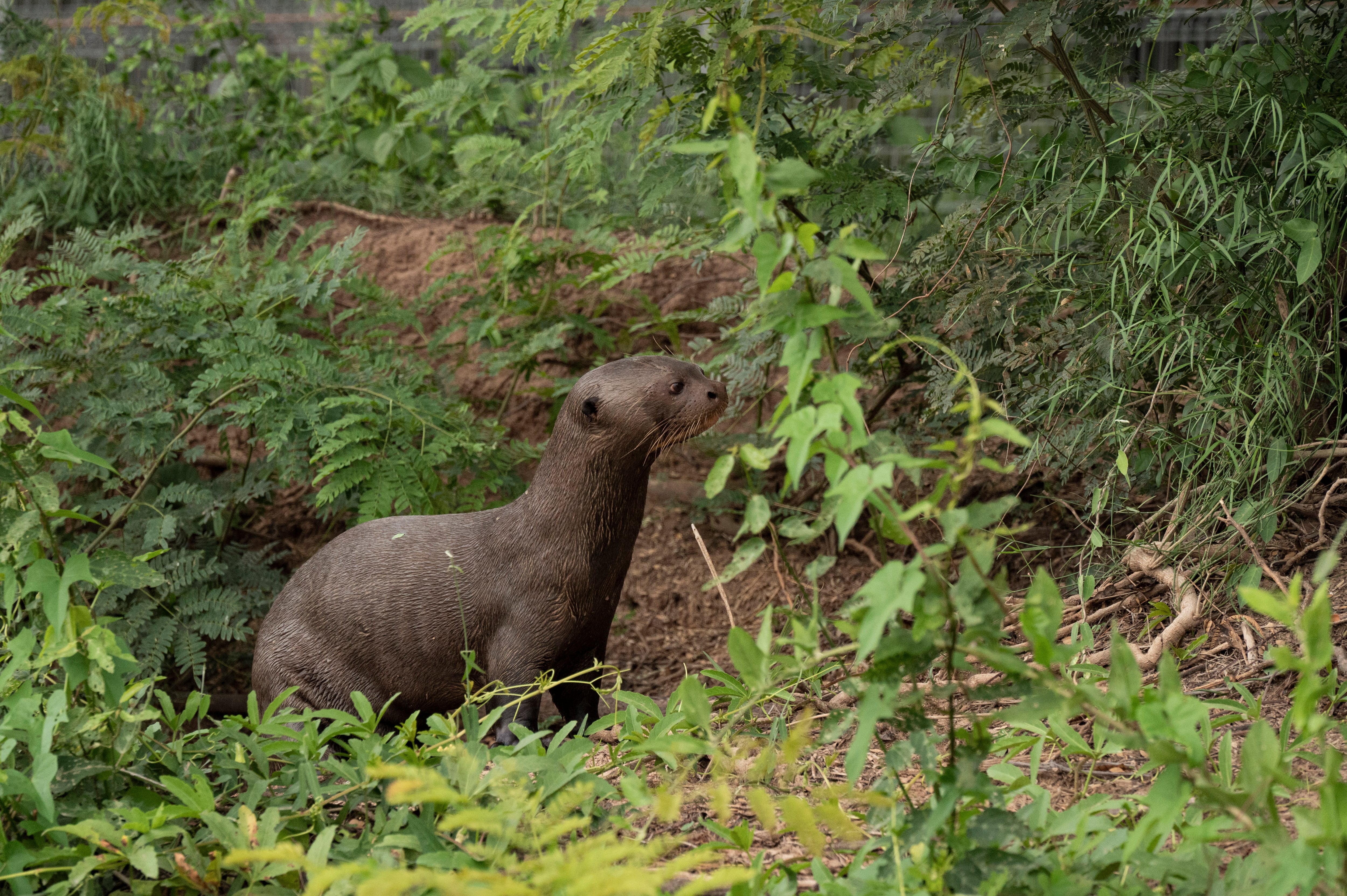 La importancia de cuidar a la fauna nativa.