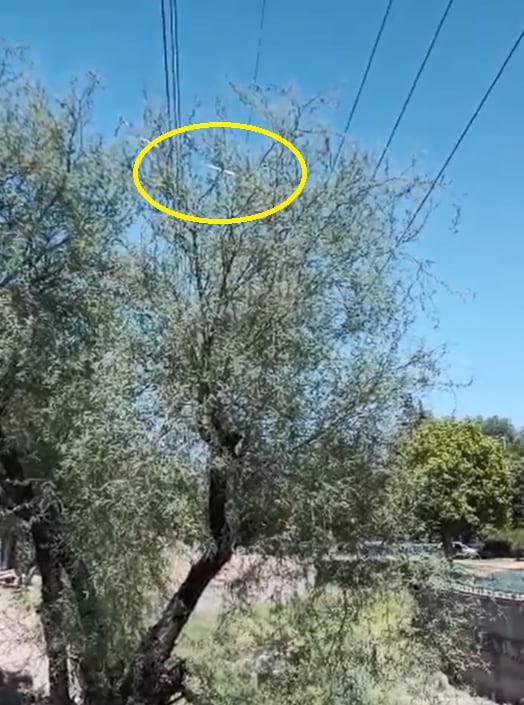 Video: así impactó la guirnalda navideña que impactó en los cables y produjo el apagón en Mendoza. Foto: Captura de video