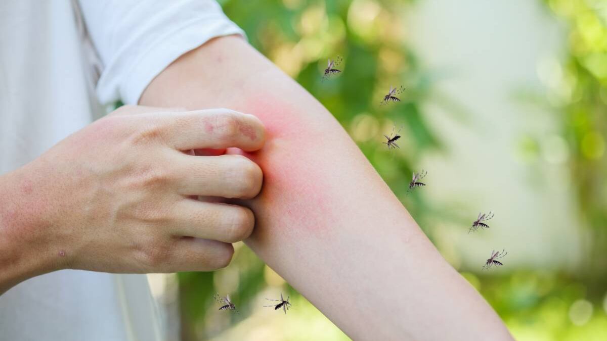 Invasión de mosquitos en Tres Arroyos