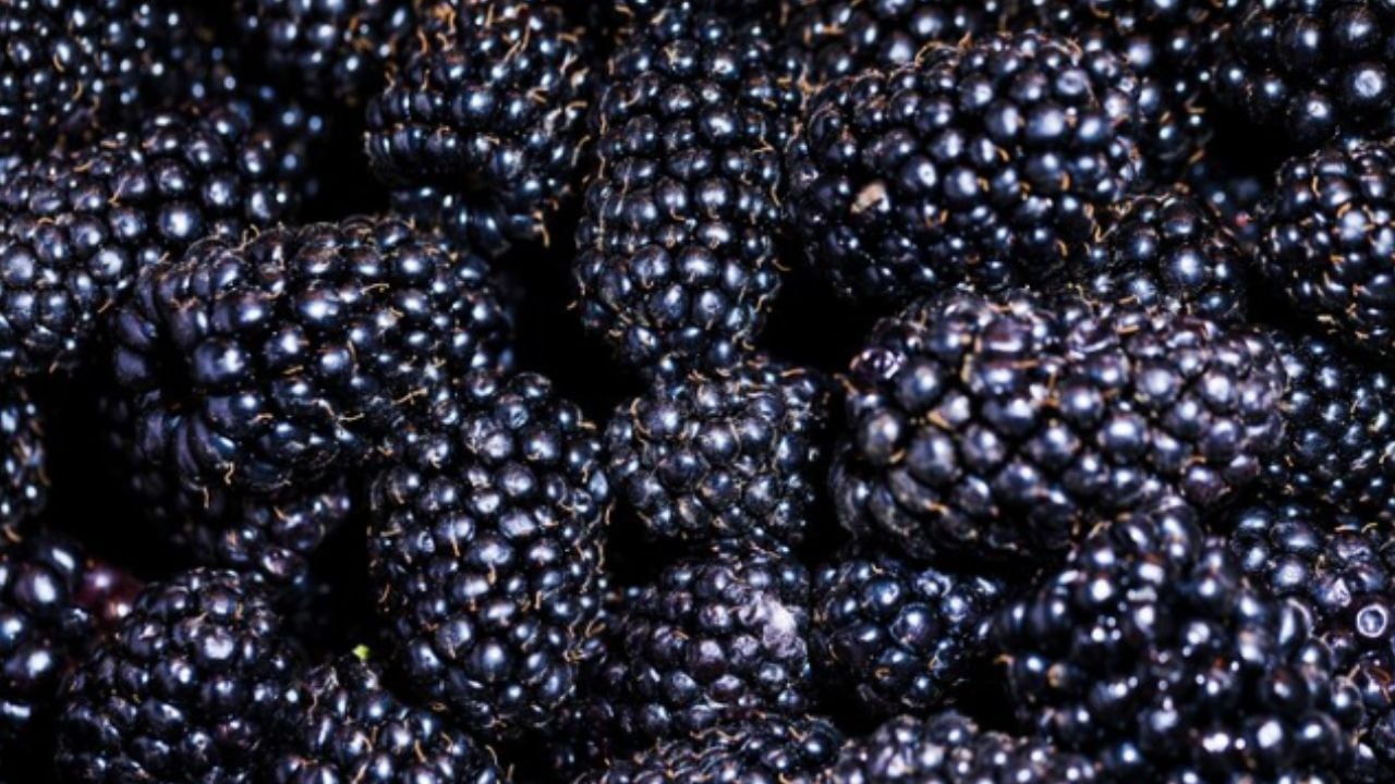 Los expertos recomiendan incluir a las moras para lograr una dieta sana.