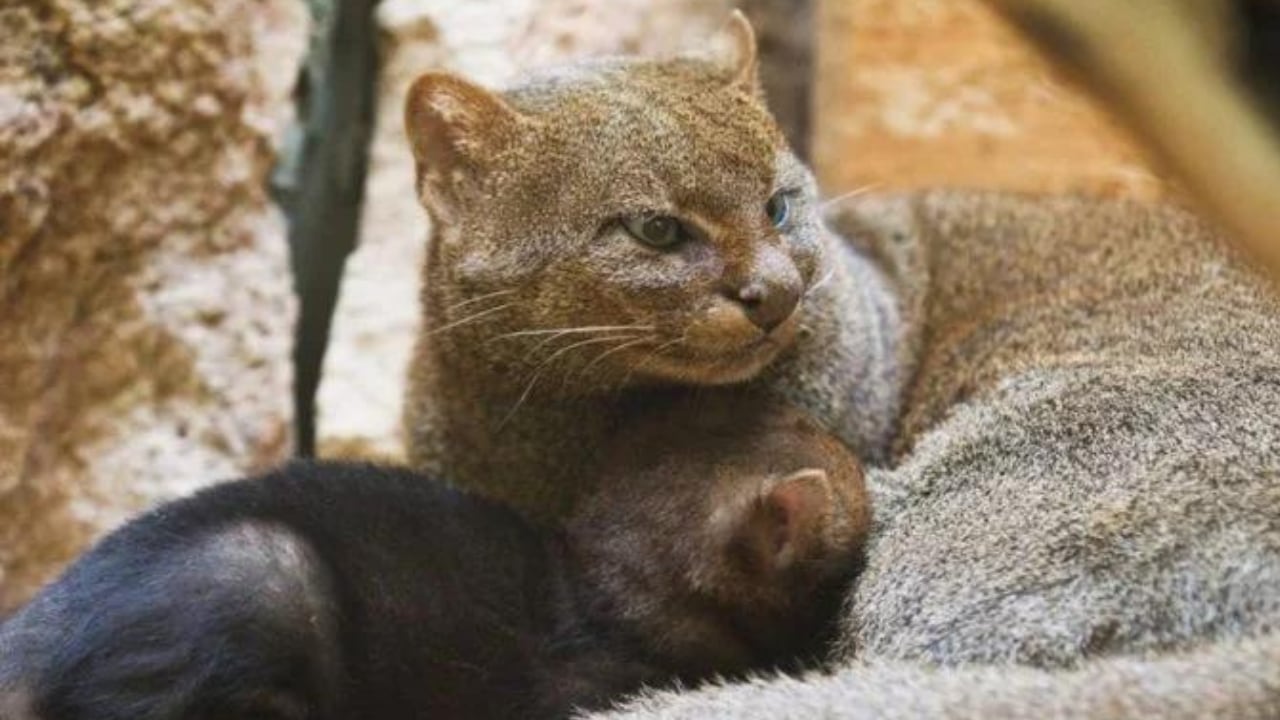 Yaguarundí, el extraño felino que captó el fotógrafo puntano en las sierras de San Luis