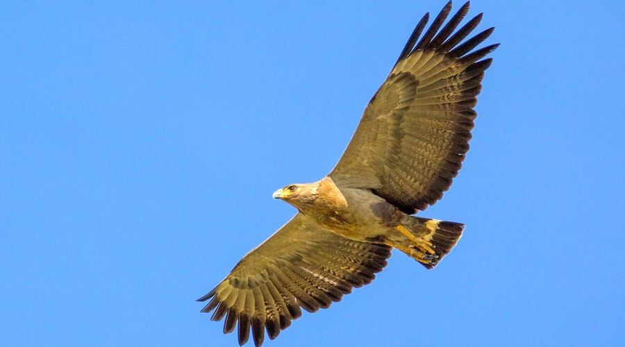 El hábitat natural del águila es el monte de caldén 