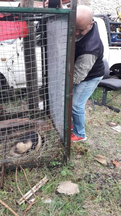 La deforestación y sequía los lleva a buscar agua en zonas habitadas. Lejos de sus hábitat naturales.