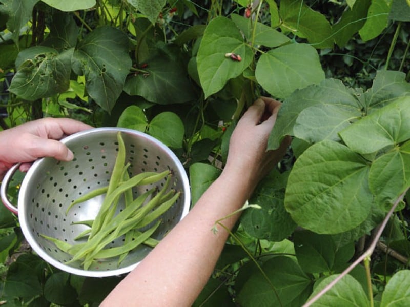 Es un cultivo que no tarda en llegar a su madurez, se lo considera un cultivo secundario