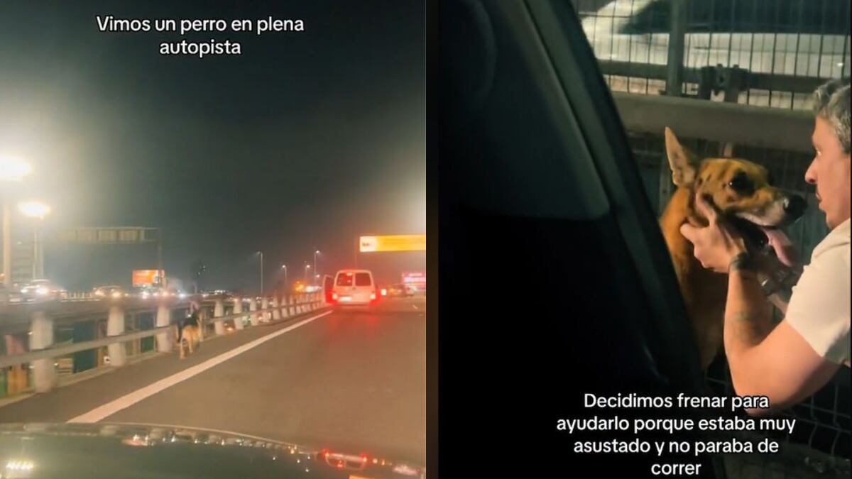 Una pareja frenó en medio de la autopista para ayudar a un perrito que ...