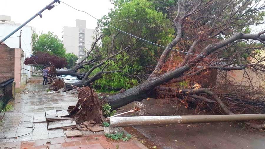 Los árboles arrancados de cuajo que llevaron consigo las líneas eléctricas 