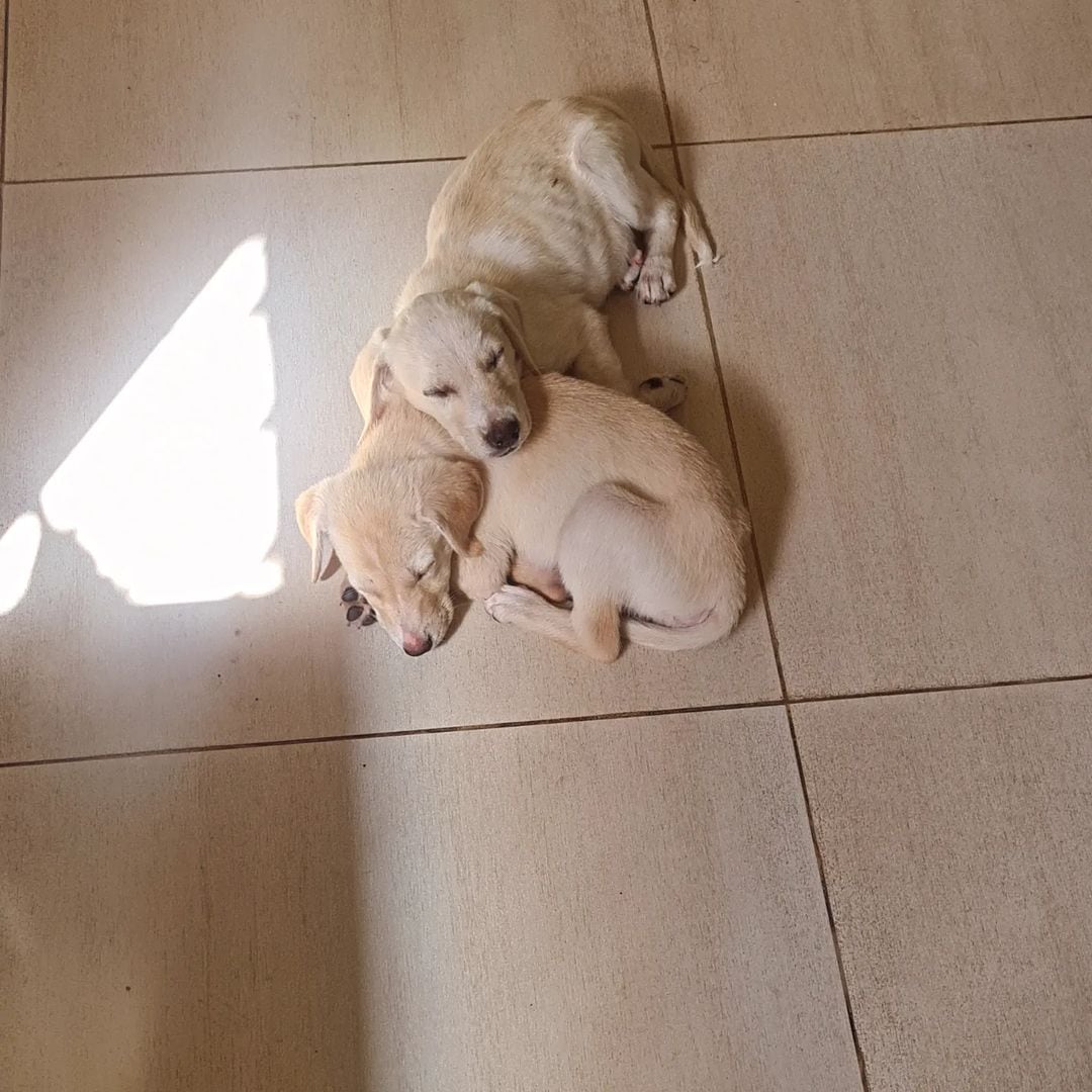 Las perritas ya se acostumbraron a su nuevo hogar.