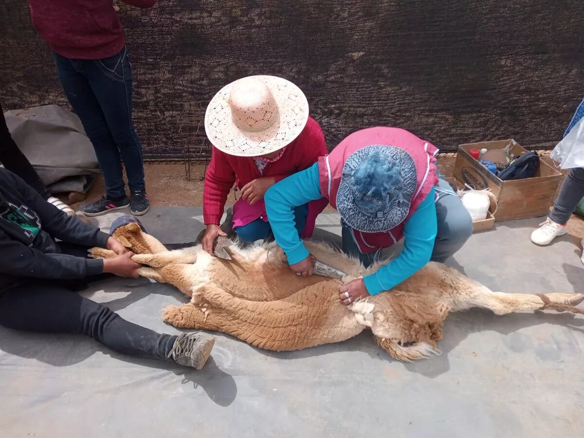 Mujeres y hombres de las comunidades de la Puna jujeña participan activamente de los chakus.