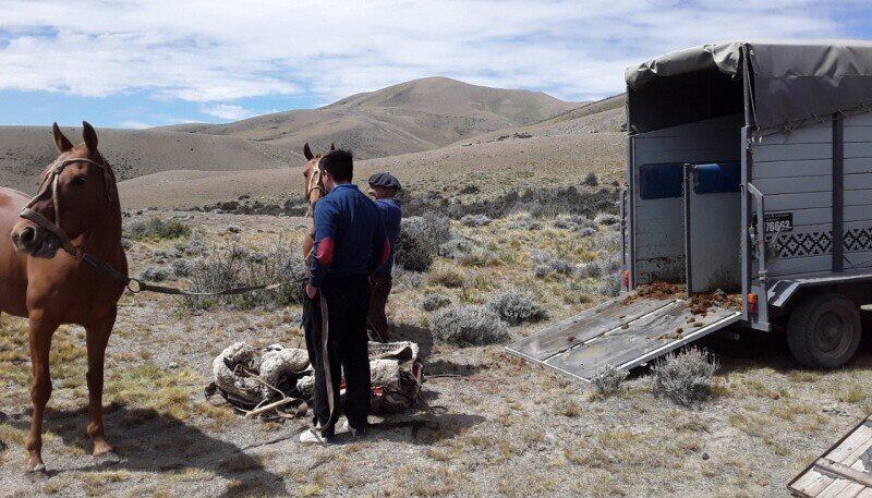 El sospechoso del ilícito seria socio comercial de la propietaria de los caballos.