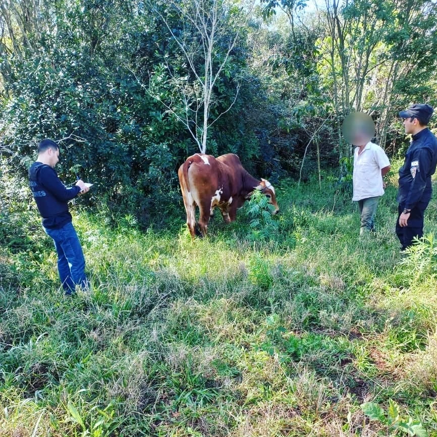 Recuperan un bovino sustraído en Dos de Mayo.