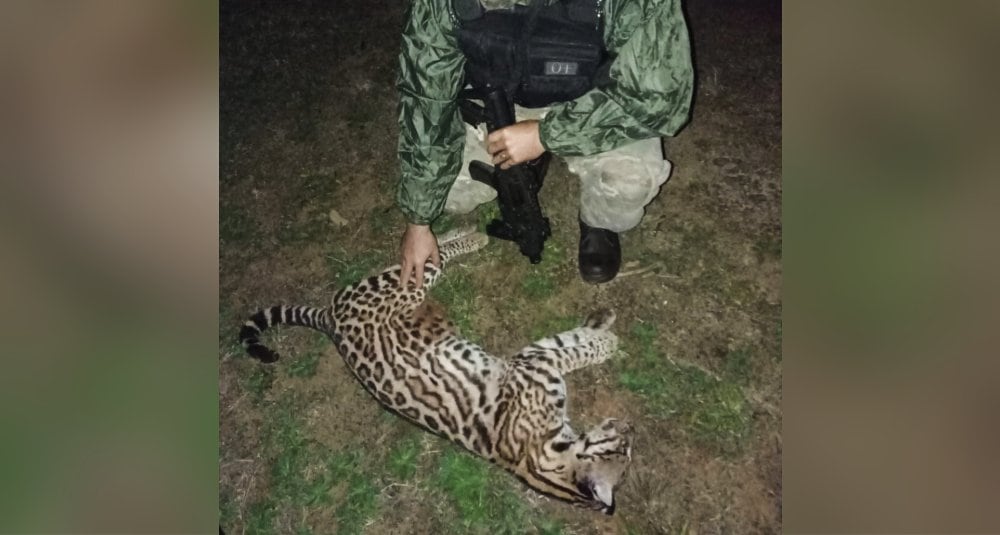 IMÁGENES SENSIBLES | Chocaron a un ocelote y a un venado en Puerto Iguazú y Candelaria