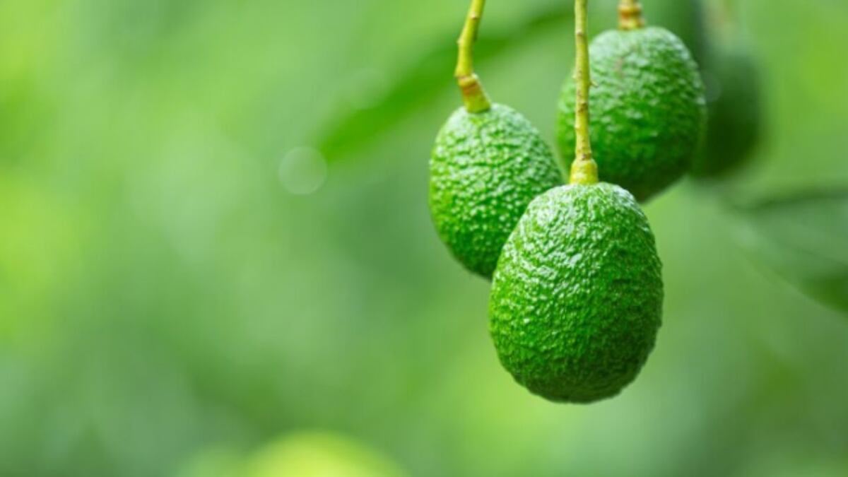 Cuántos años tarda en crecer un árbol de palta y cuáles son sus cuidados