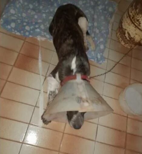 Denunció que su vecino le cortó la pata a su perro con un machete.