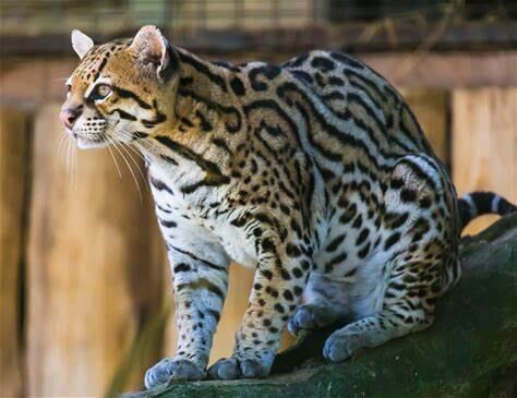 El felino se encuentra en peligro de extinción.