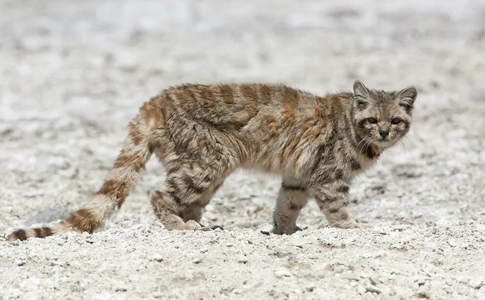 La preservación del gato andino, un desafío para el mundo conservacionista. (Gobierno de Mendoza)