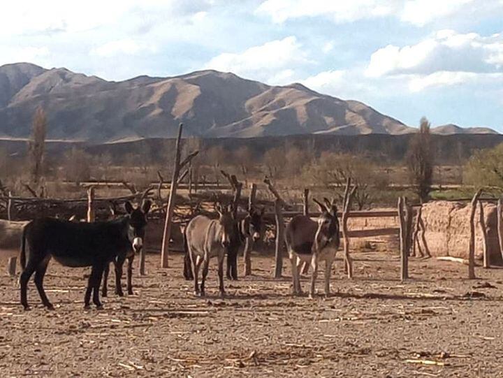 Instituto de Derecho Animal del Colegio de Abogados de Salta.