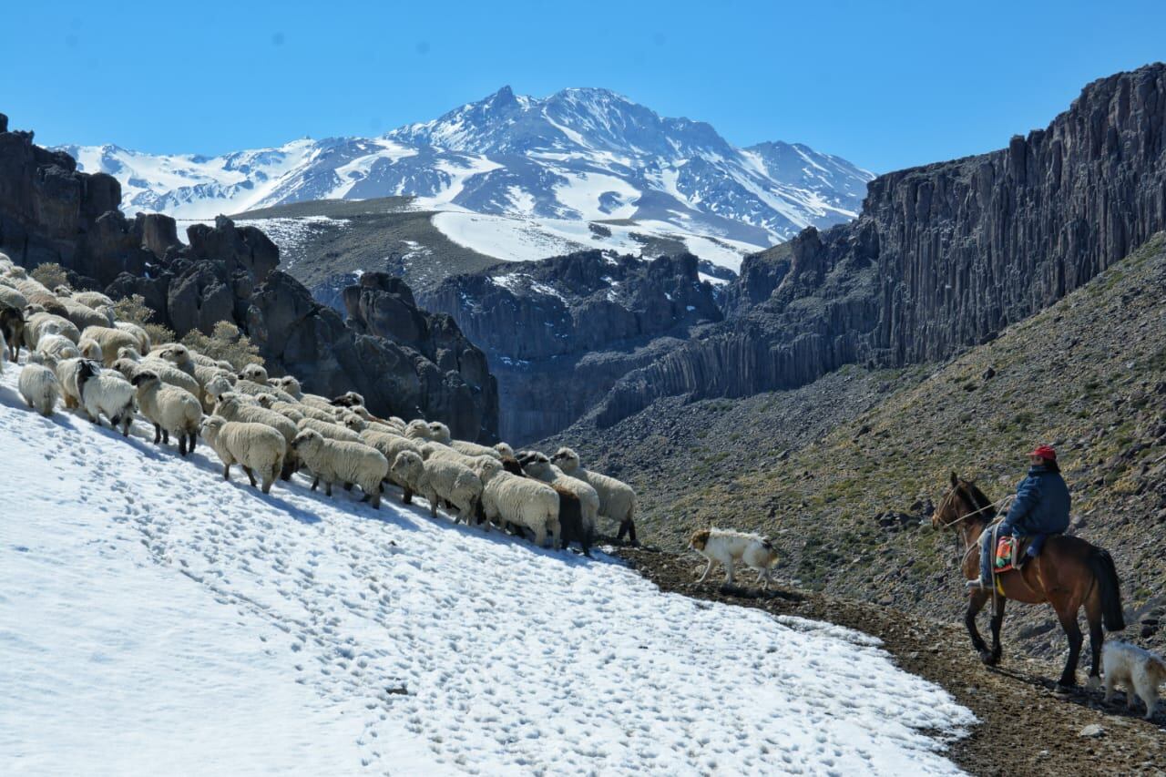 Un hombre abrió un camino entre la nieve de 70 km para que sus chivas puedan alimentarse