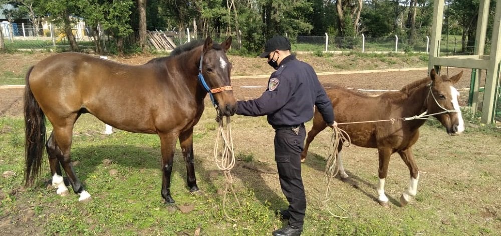 Gracias a los operativos rurales, una yegua y su potrillo fueron rescatados. Policía de Misiones