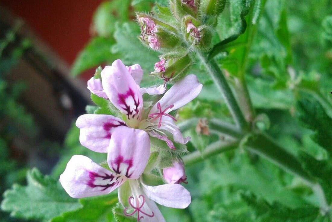 Citronela. Muchos repelentes de insectos se elaboran con su aceite.