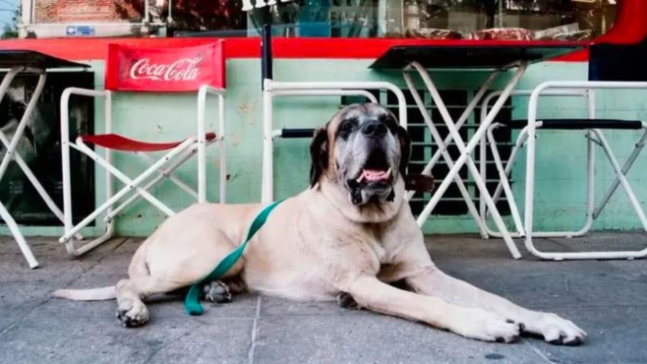 Conan, el perro más importante de Javier Milei.