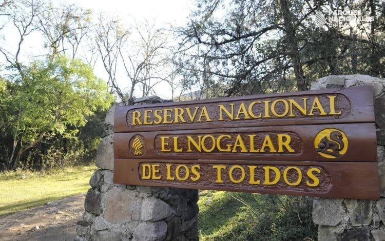 Se fotografió a un puma de gran tamaño en la Reserva Nacional El Nogalar, en Salta.